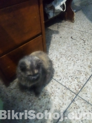 Parsian Cat Triple Coat